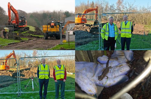 Breaking Ground and Great Crested Newt